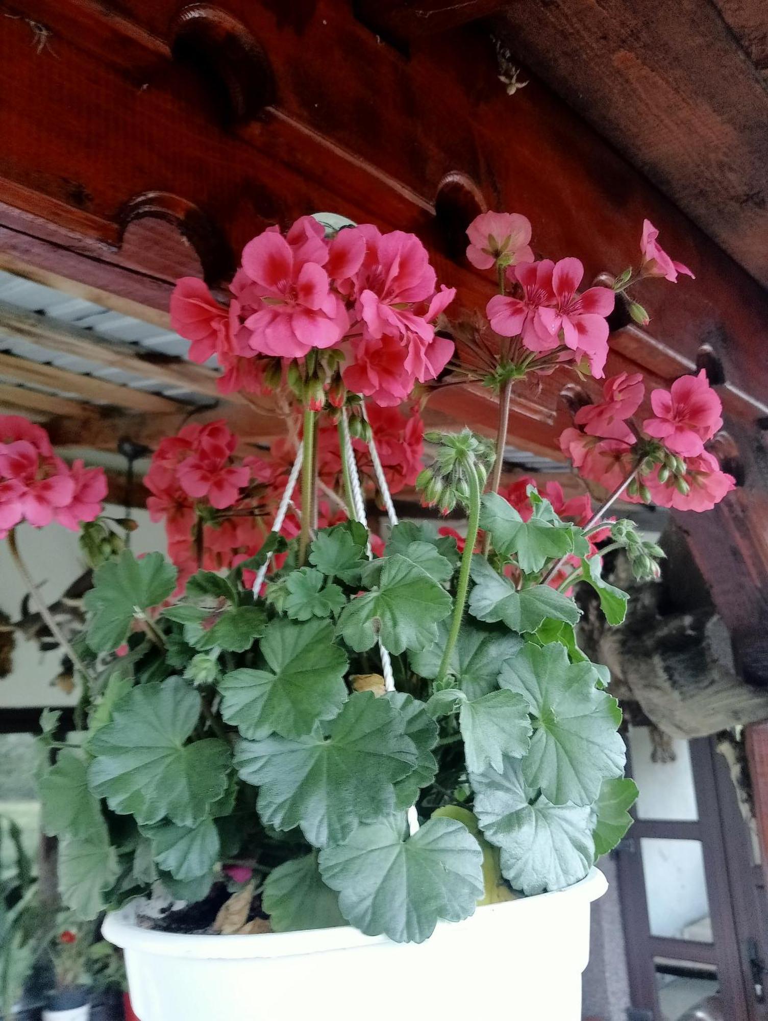 바틀돌니 Casa Vasy 게스트하우스 외부 사진
